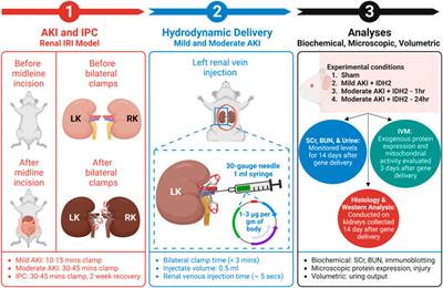 Enhancing the expression of a key mitochondrial enzyme at the inception of ischemia-reperfusion injury can boost recovery and halt the progression of acute kidney injury